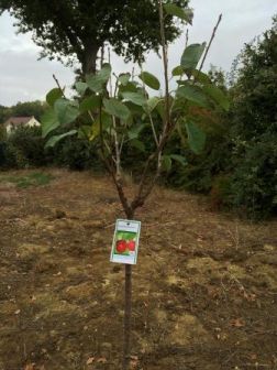 Premier arbre : cerisier summit