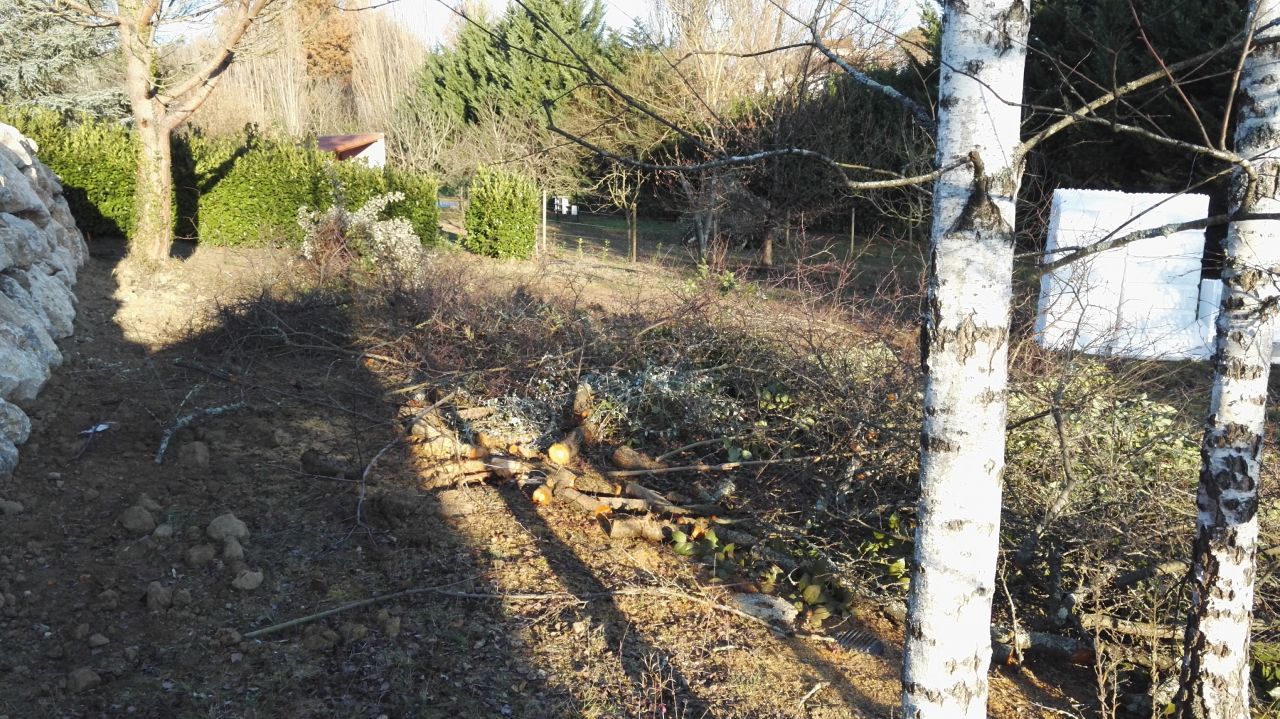 Quelques arbres tombs par mes soins