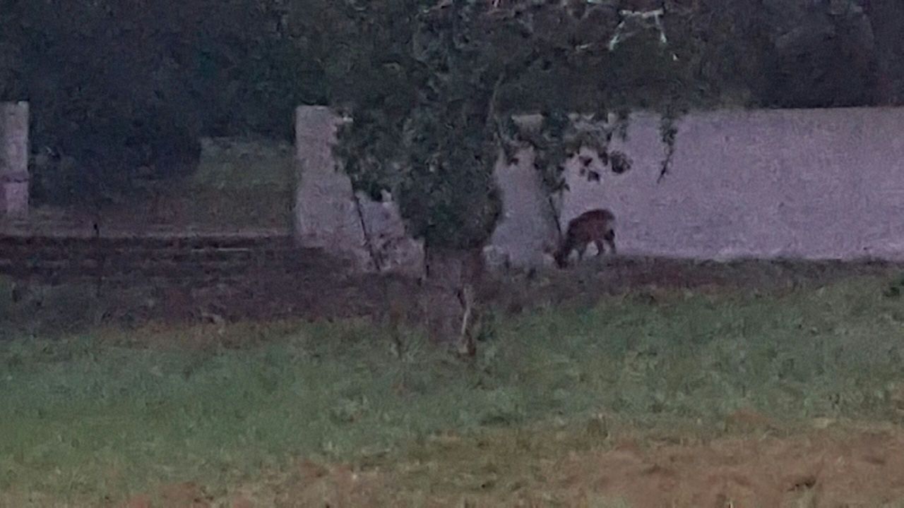 Notre voisine la biche <3