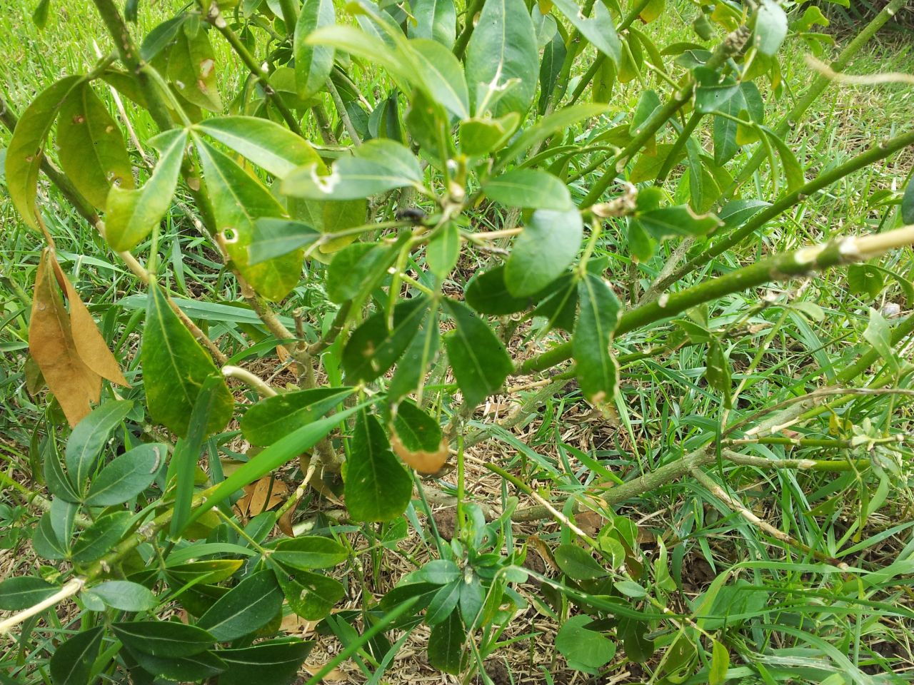 feuilles oranger du mexique