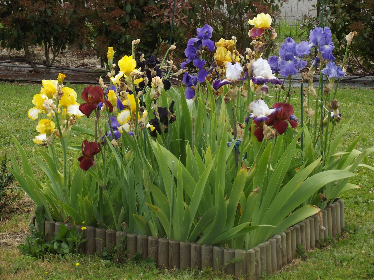 Mon parterre d'iris