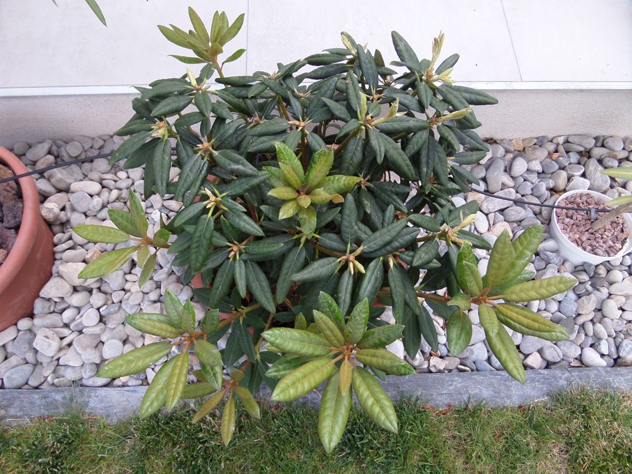 Floraison