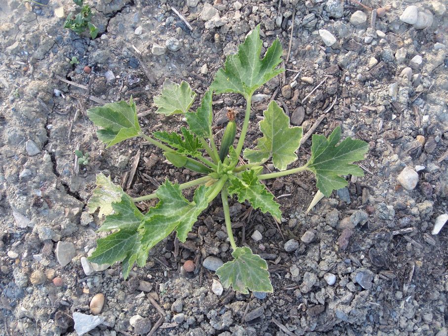 Potager
