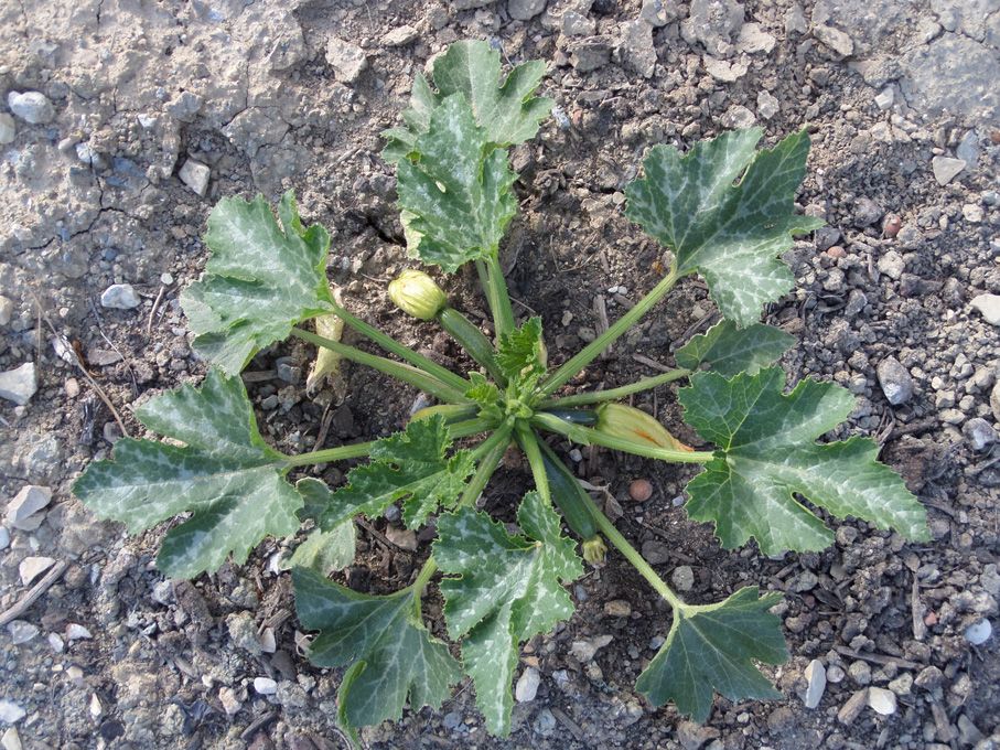 Potager