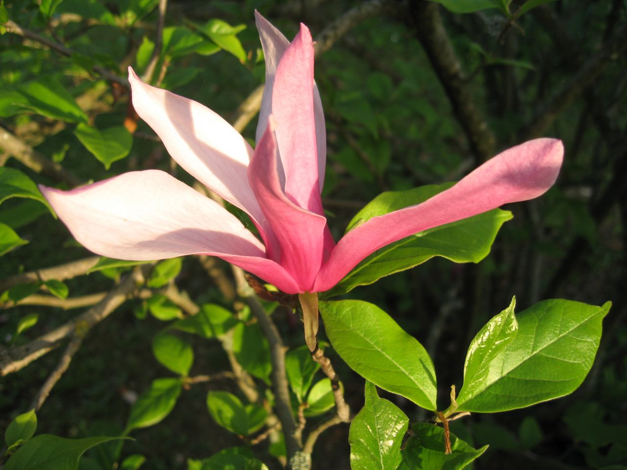Magnolia Liliiflora
