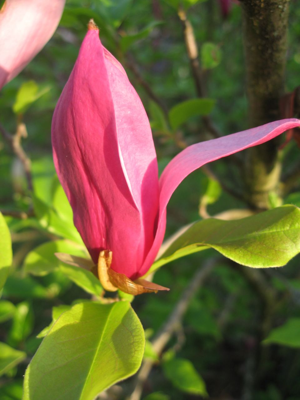 Magnolia Liliiflora