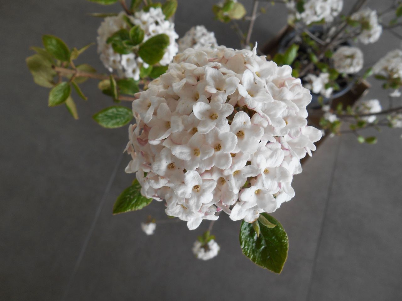 Viburnum burkwoodi Anne Russel (très parfumé)