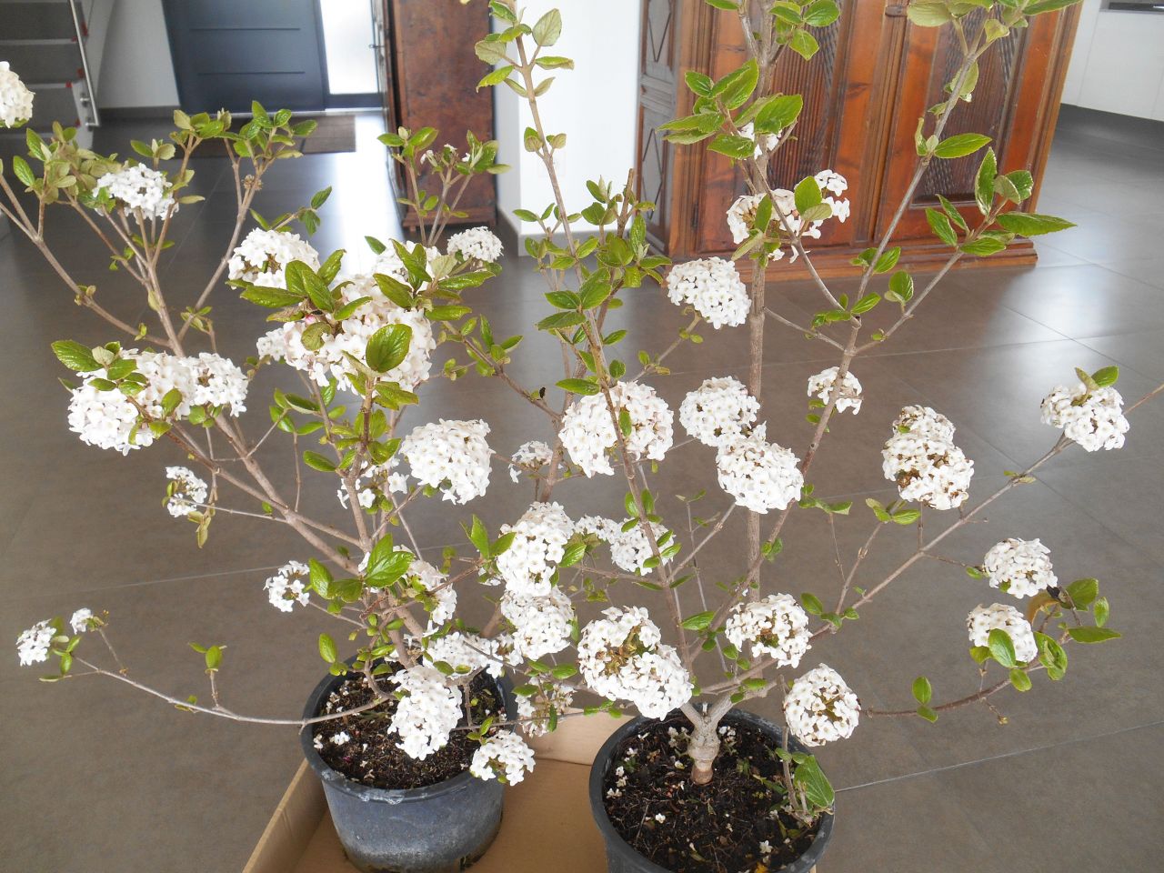 Viburnum burkwoodi Anne Russel (très parfumé)