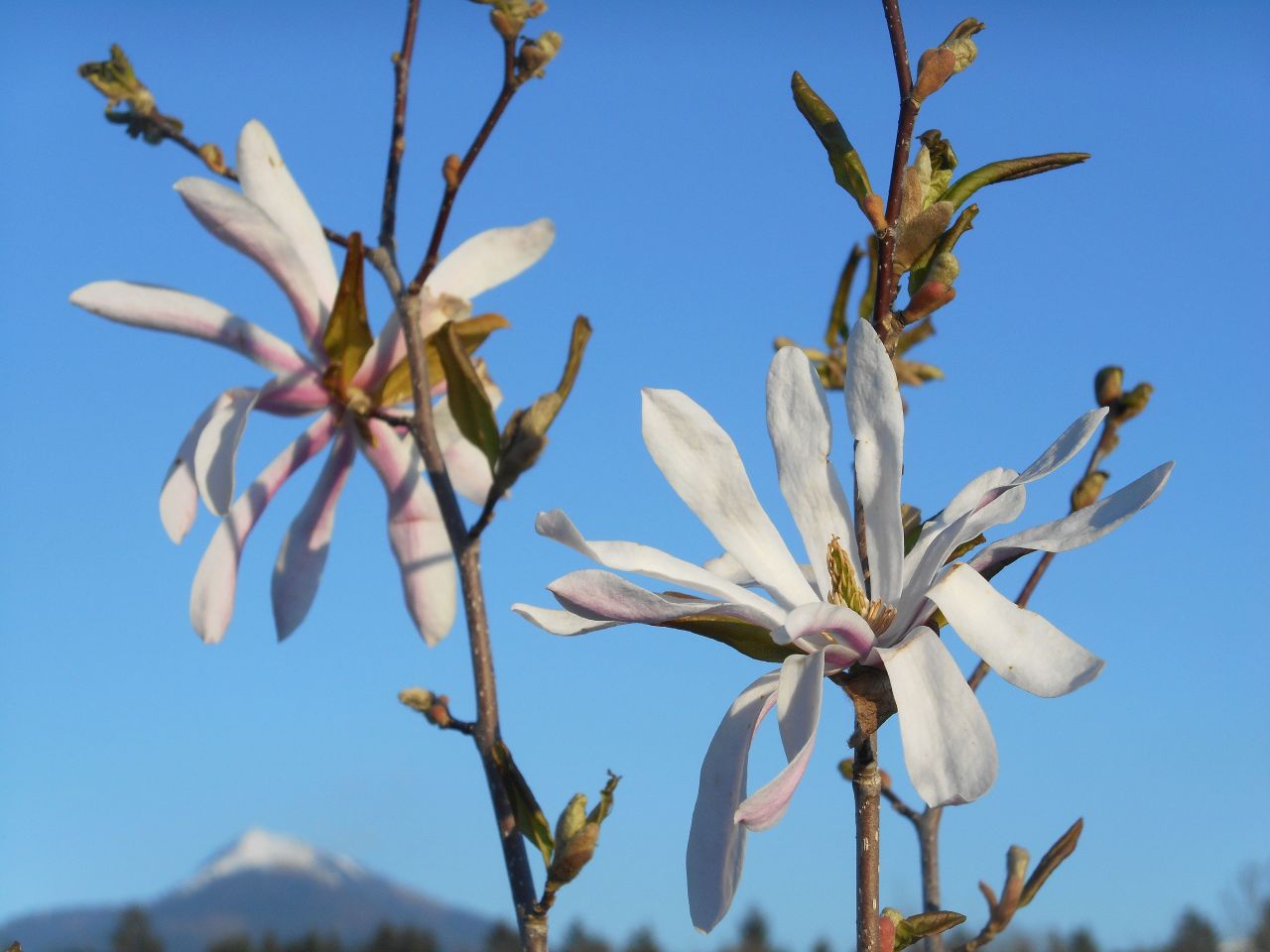 Magnolia x Loebneri Leonard Messel