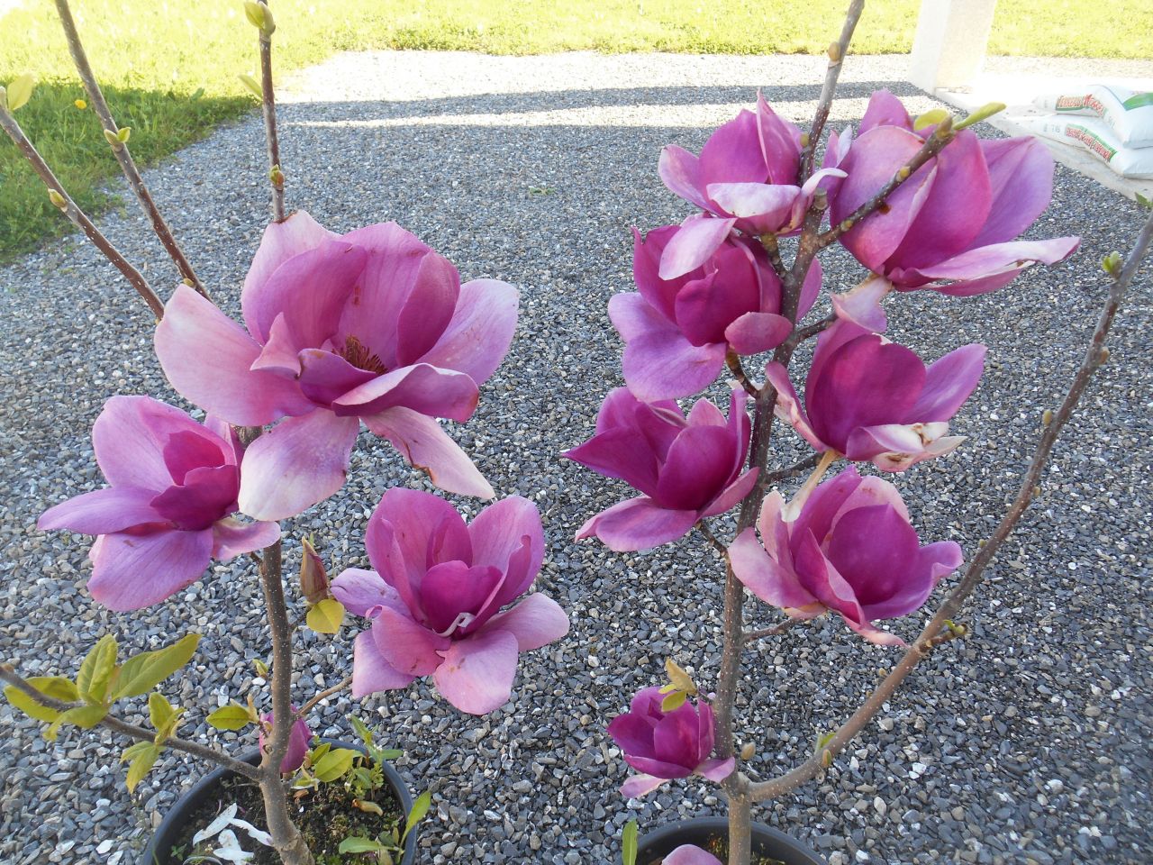 Magnolia Cleopatra