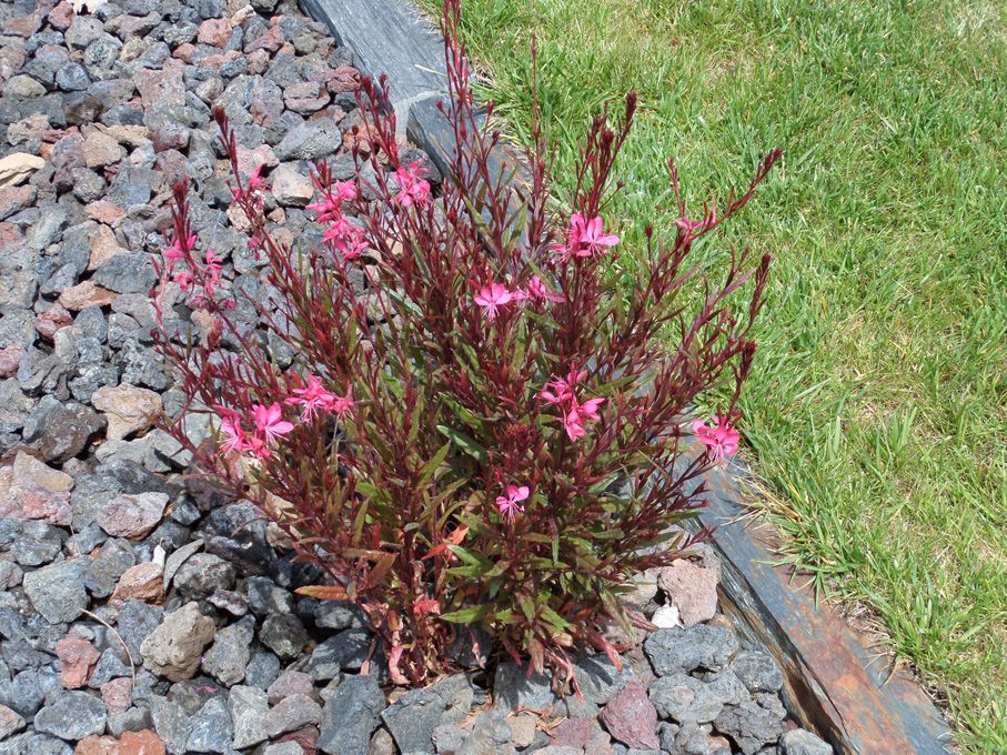 Floraison