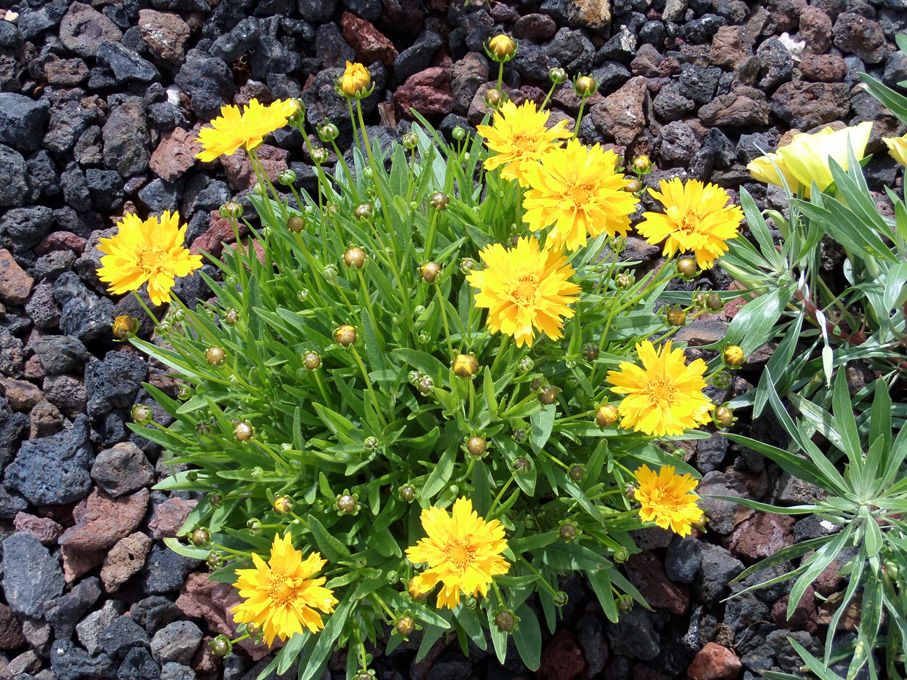 Floraison