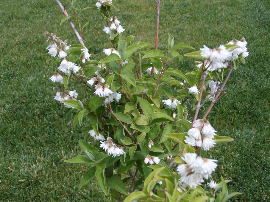 Floraison