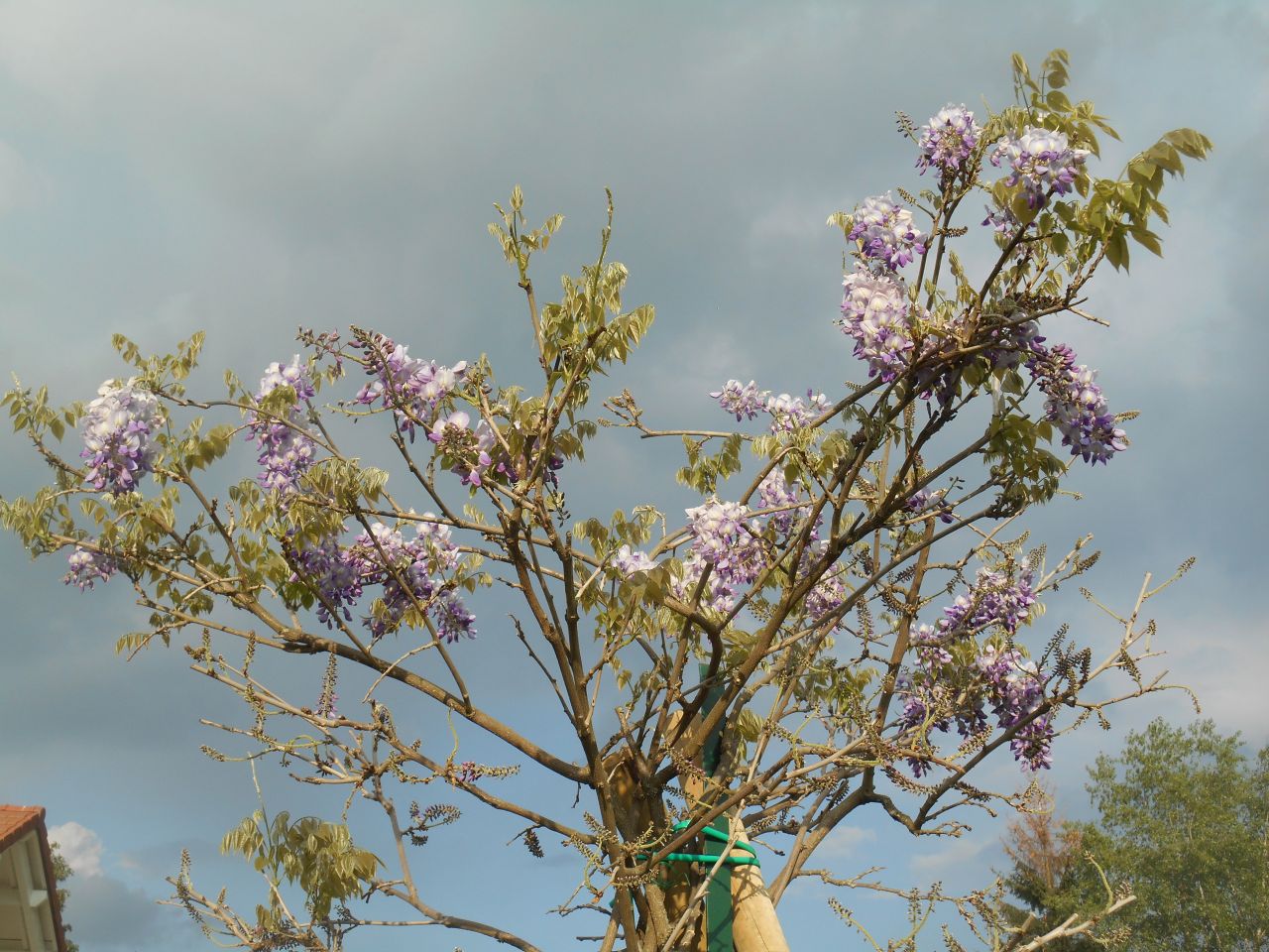 Glycine en arbre