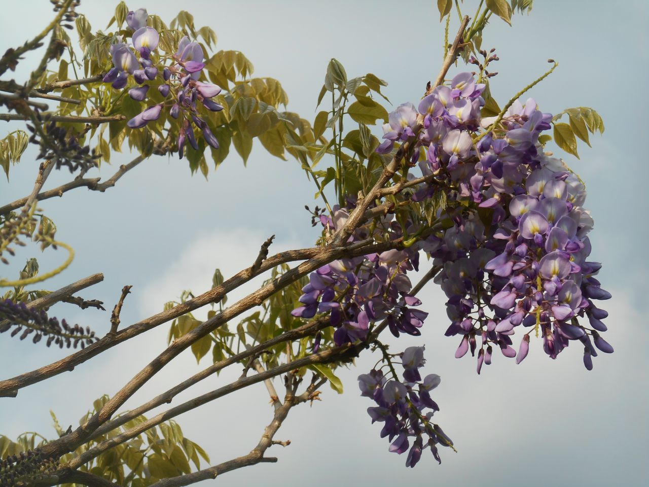Glycine