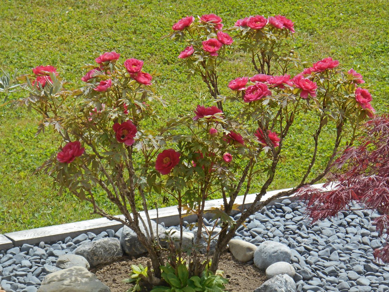 Pivoine arbustive