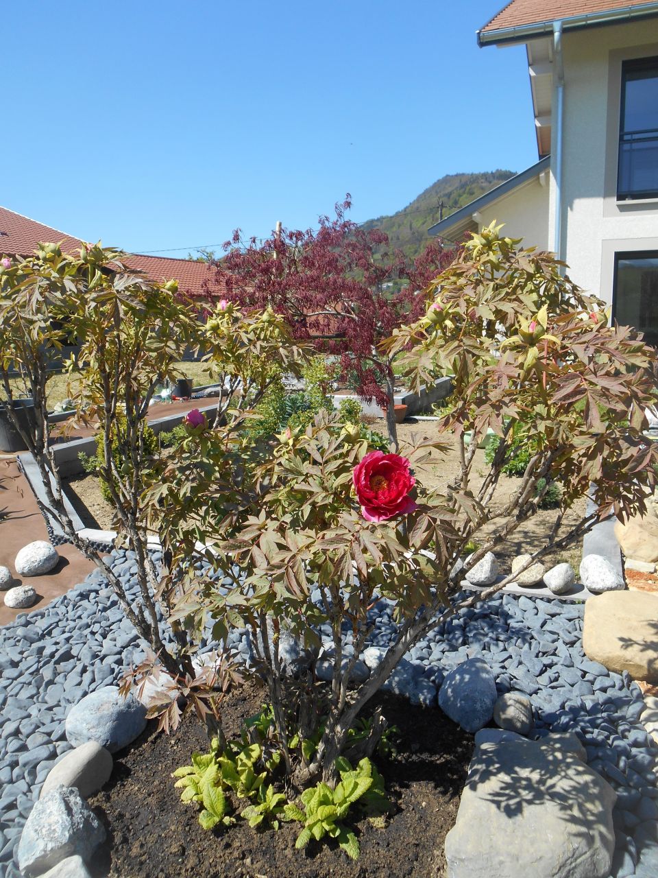 Pivoine arbustive