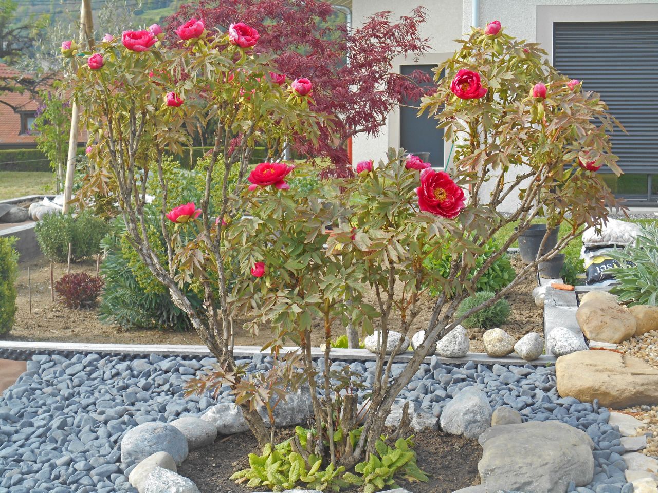 Pivoine arbustive