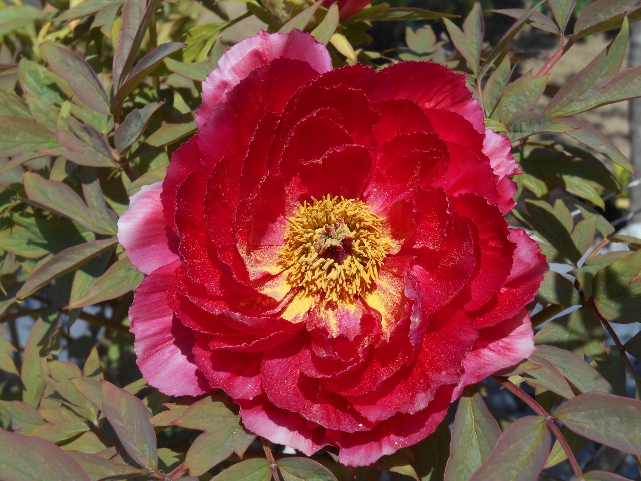 Pivoine arbustive