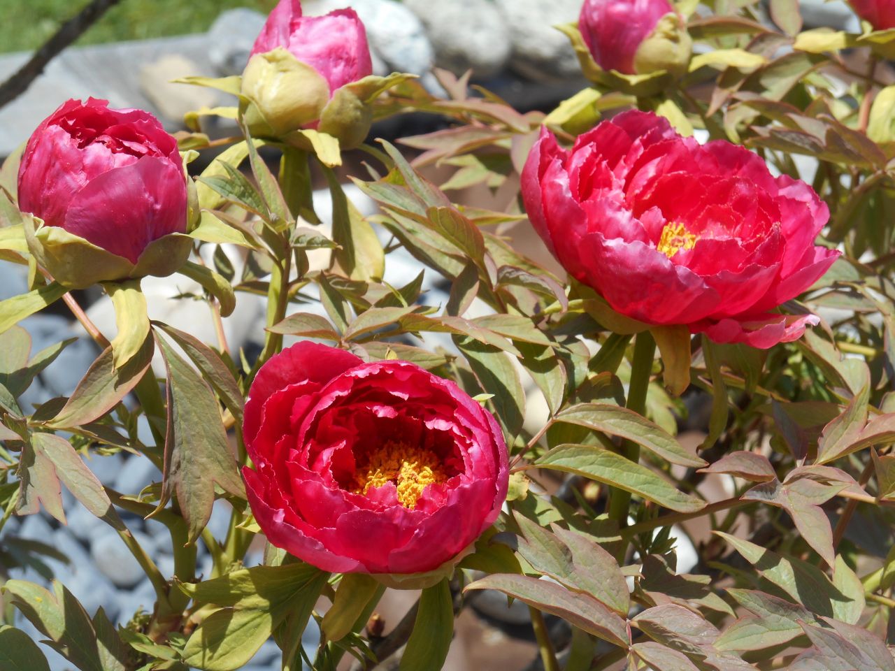 Pivoine arbustive parfumée