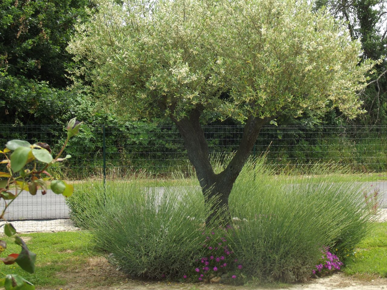 Mon olivier en fleurs avec ses lavandes et ficodes au pied