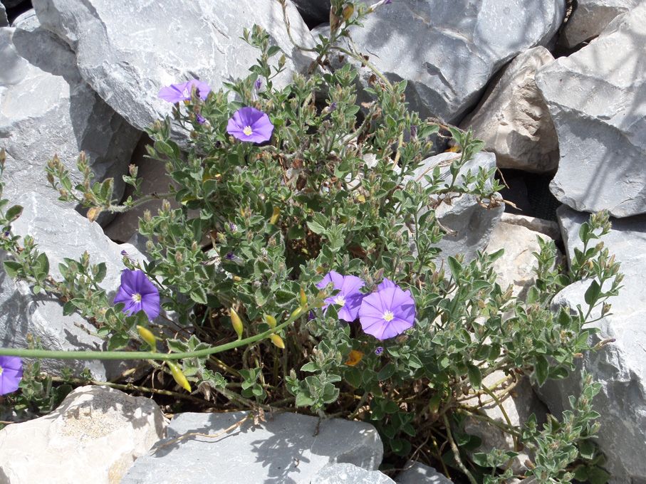 Floraison