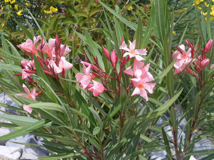 Floraison