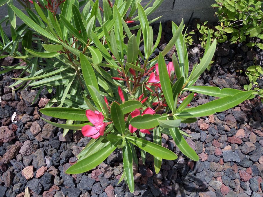 Floraison