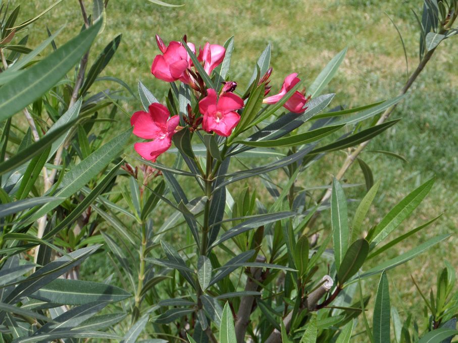 Floraison