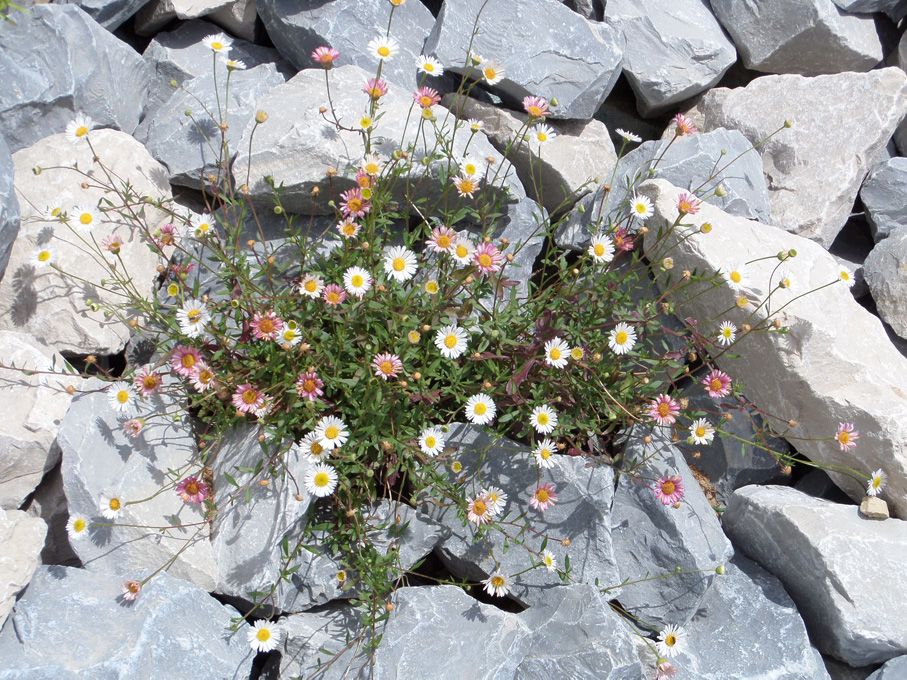 Floraison