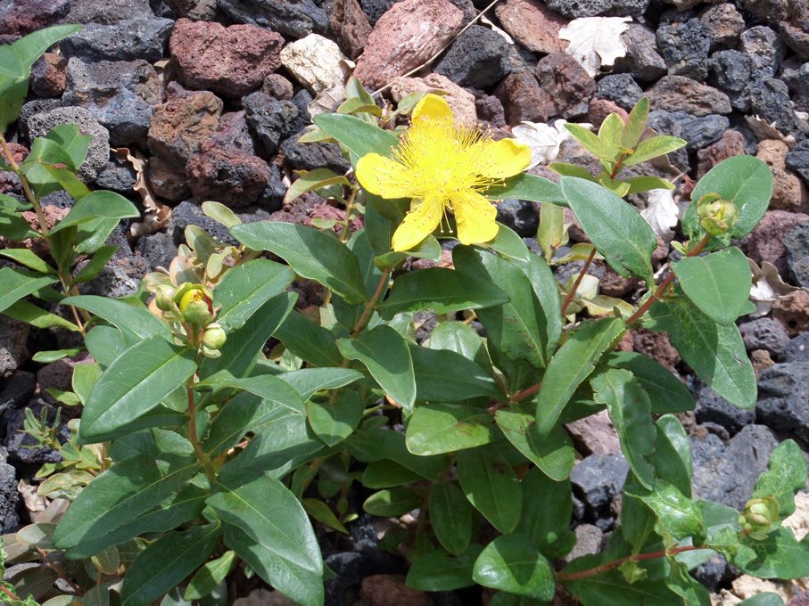 Floraison