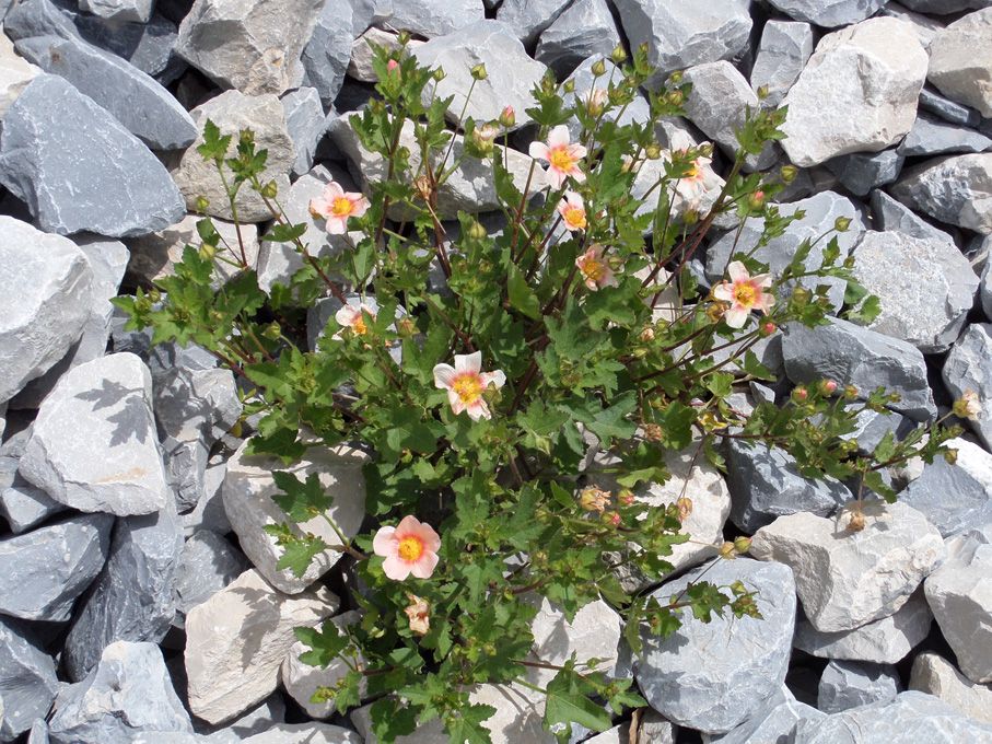 Floraison