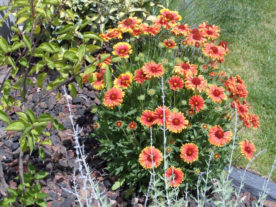 Floraison