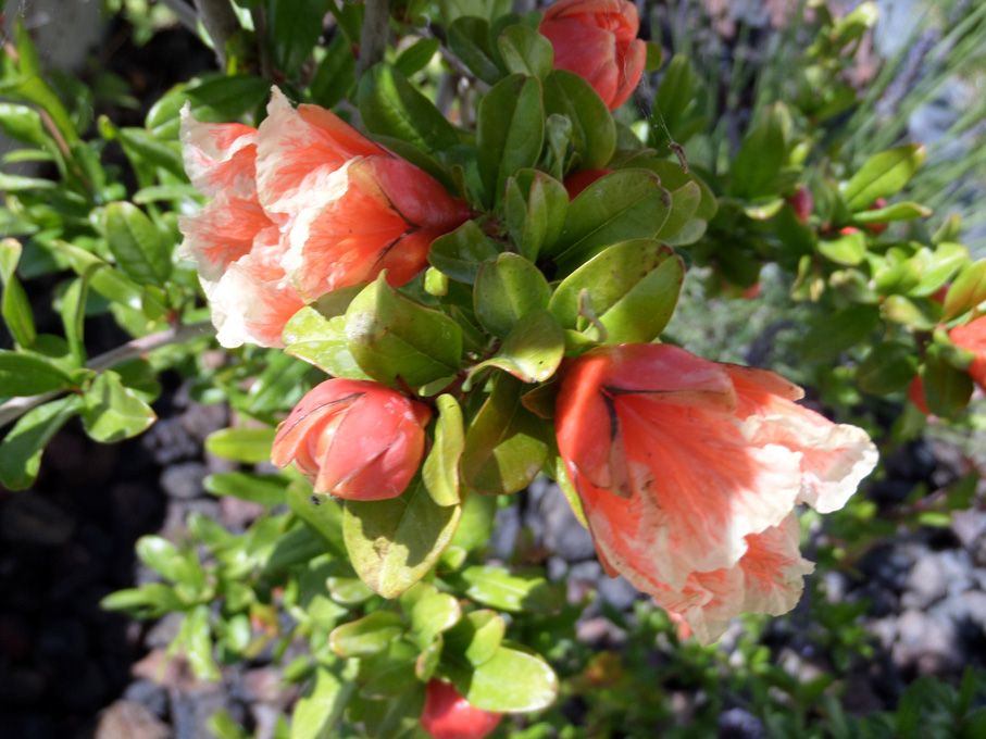 Floraison