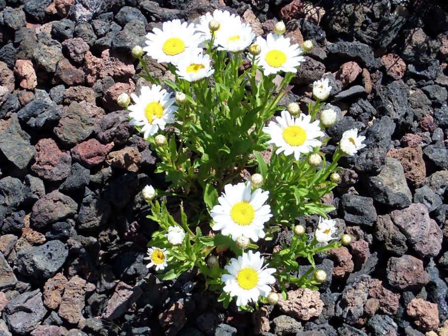 Floraison