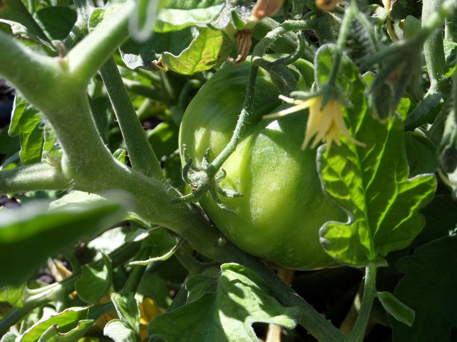Potager