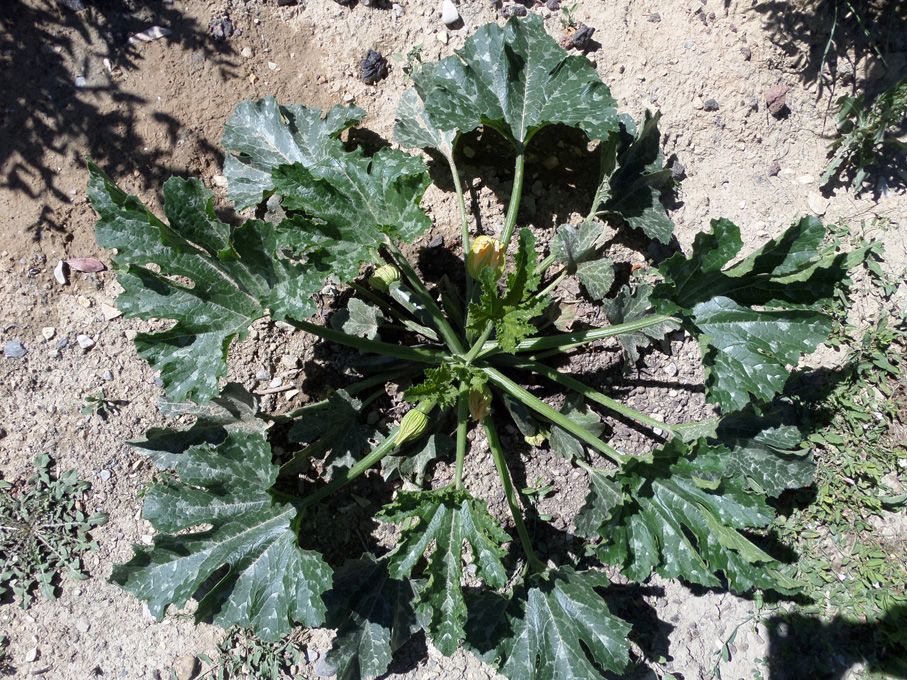 Potager