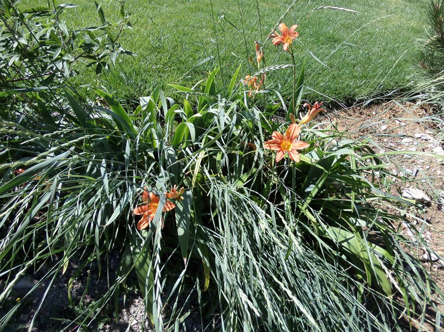 Potager