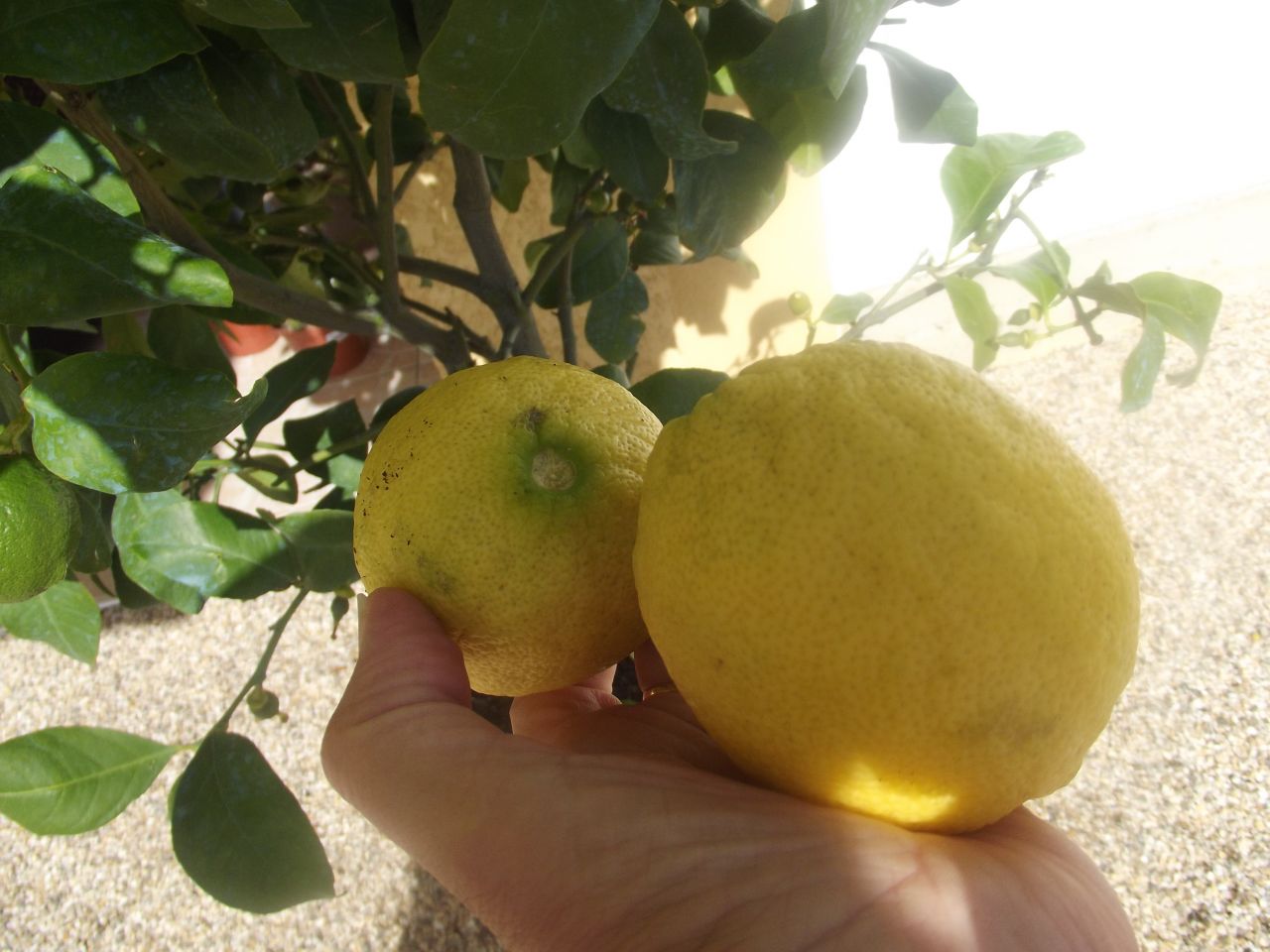 Bonne rcolte dans mon citronnier