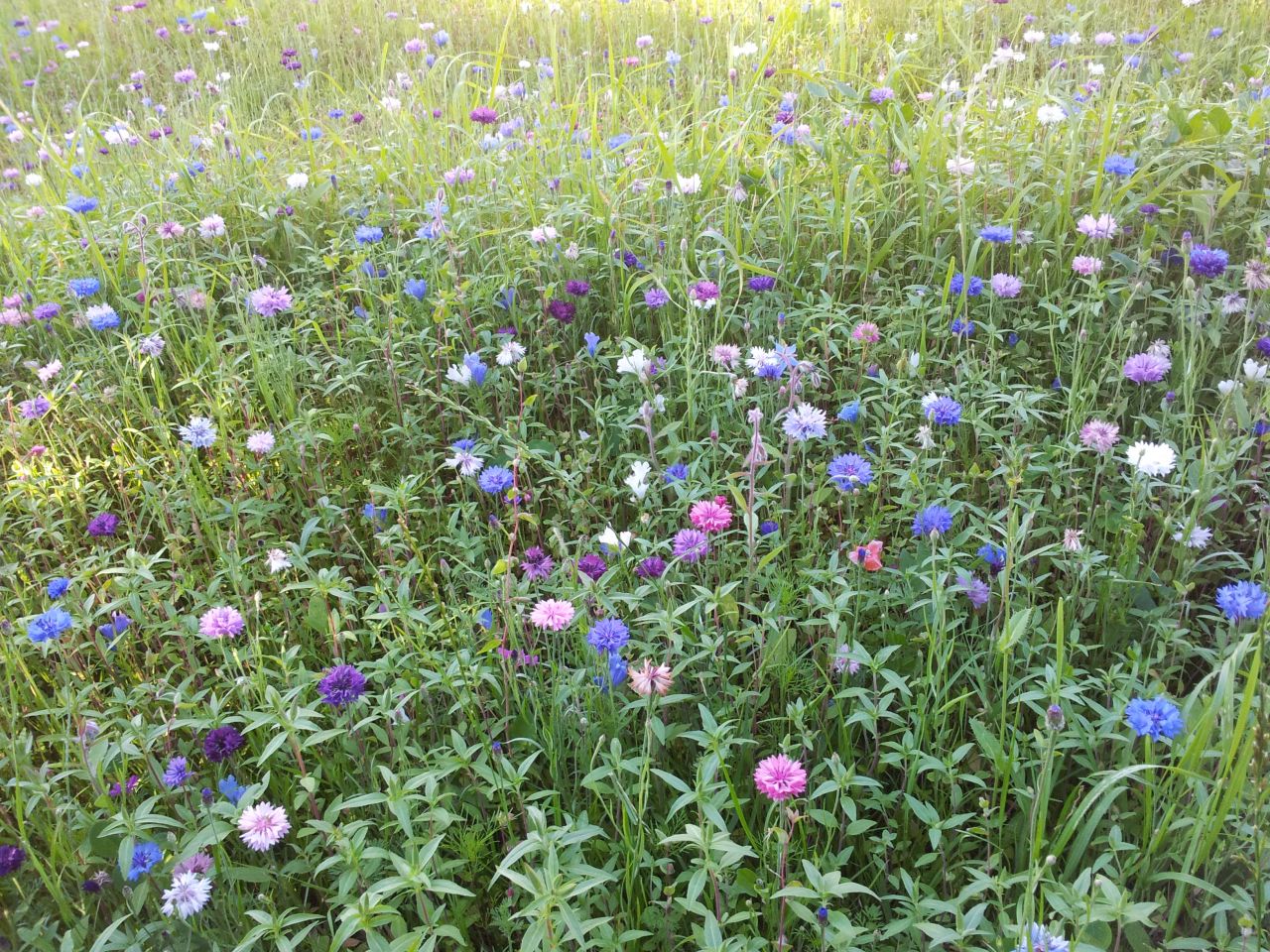 Le coin prairie fleurie.