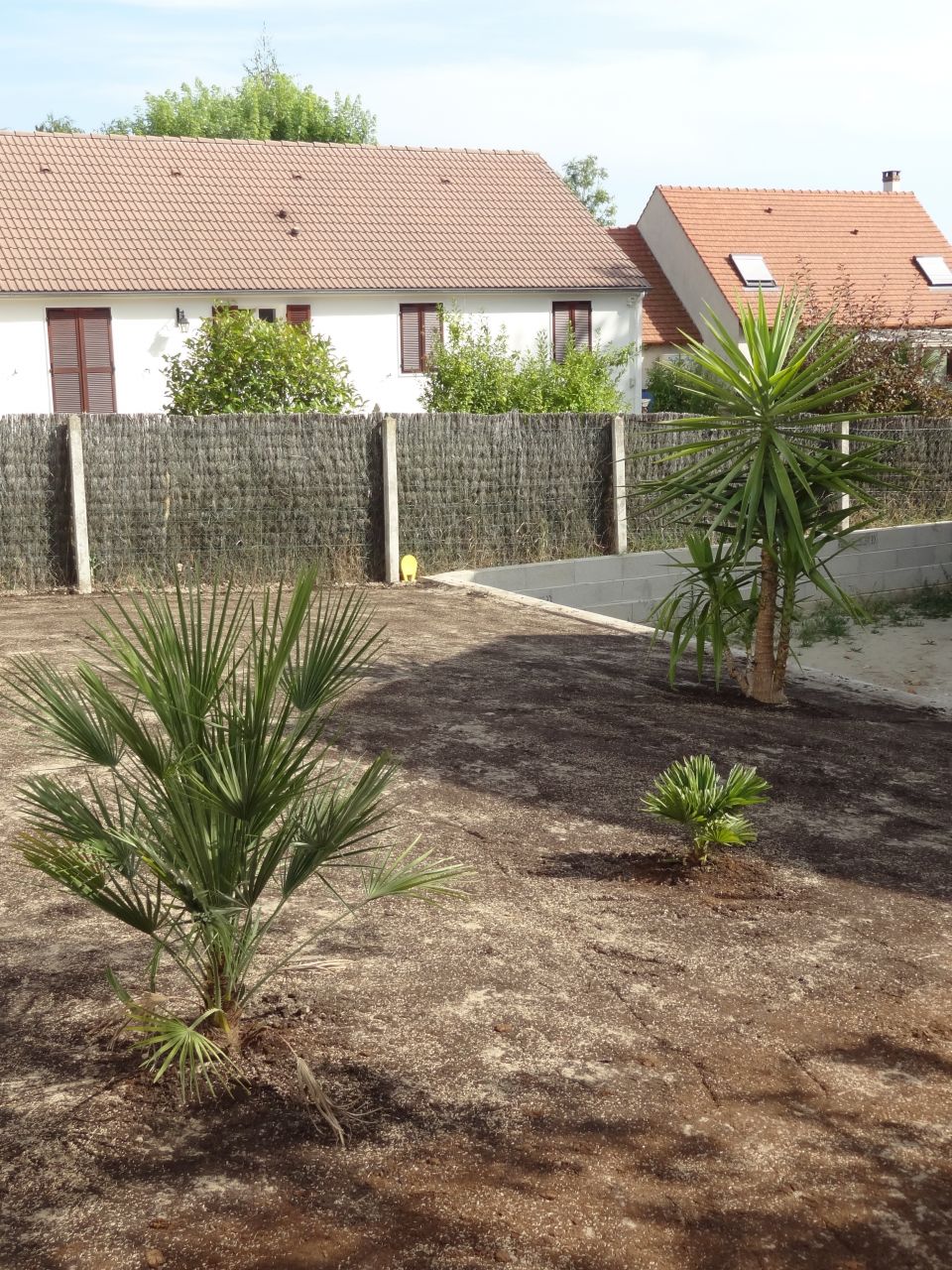 Semis gazon 
<br />
Palmiers et yucca plants!