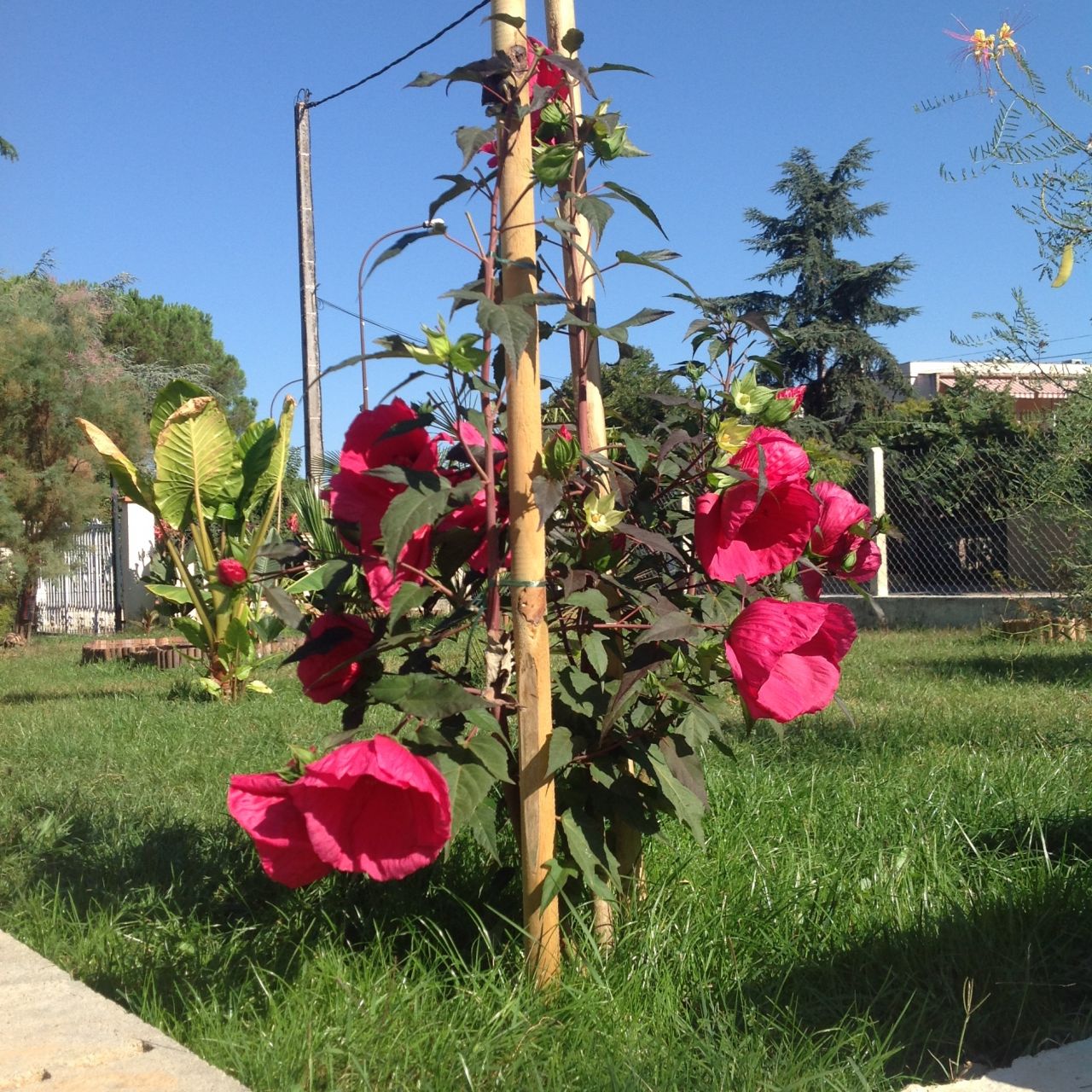 Hibiscus planet griotte