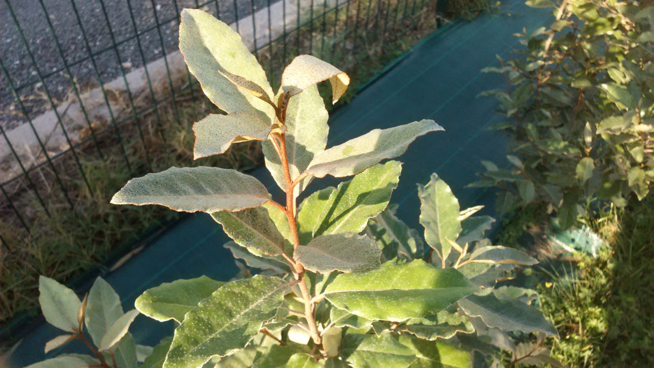 Gros plan sur feuilles troene japonais