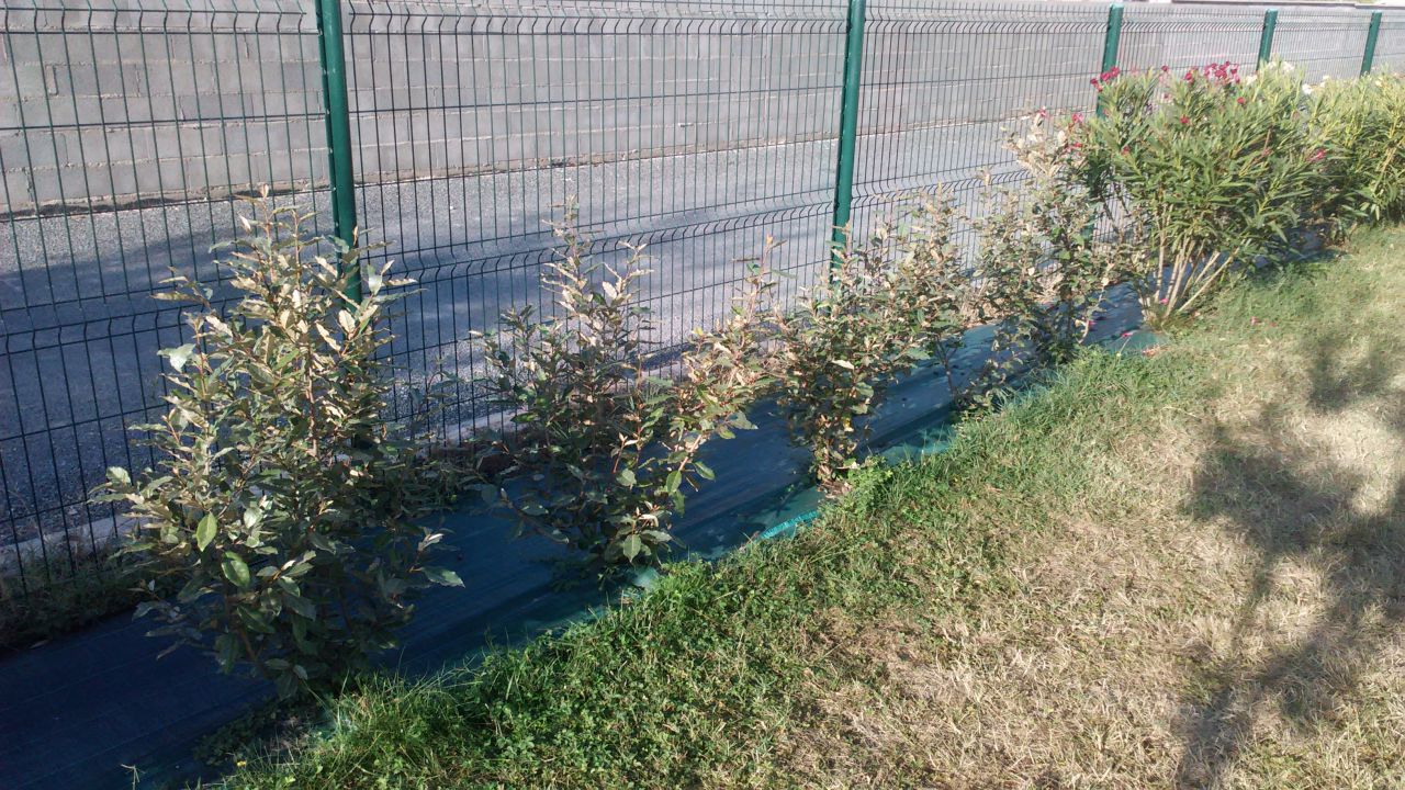 Eleagnus