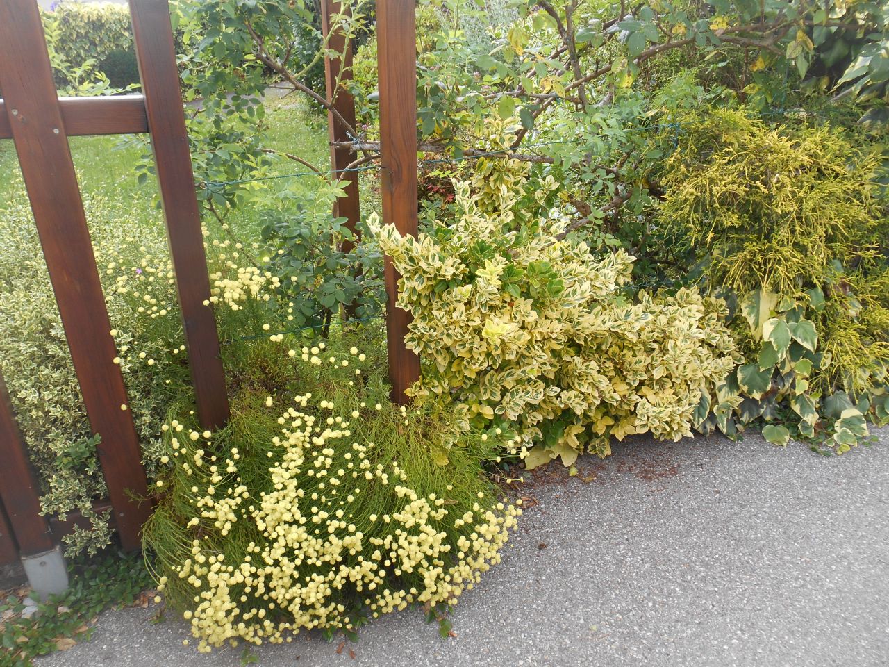Pour égayer la verdure, le peintre n'avait qu'une seule couleur : du jaune !