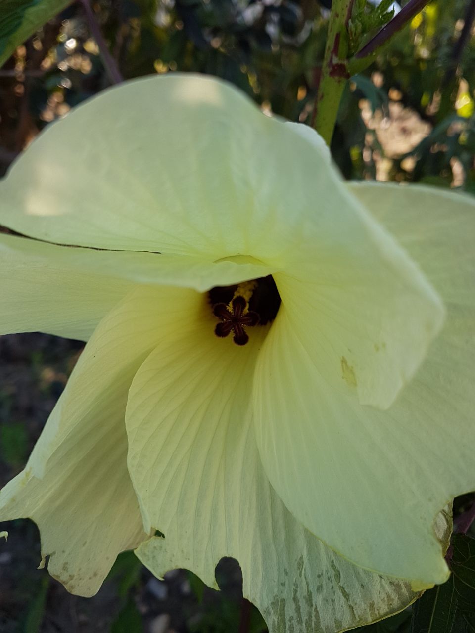 Dernière variété d'hibiscus de notre jardin