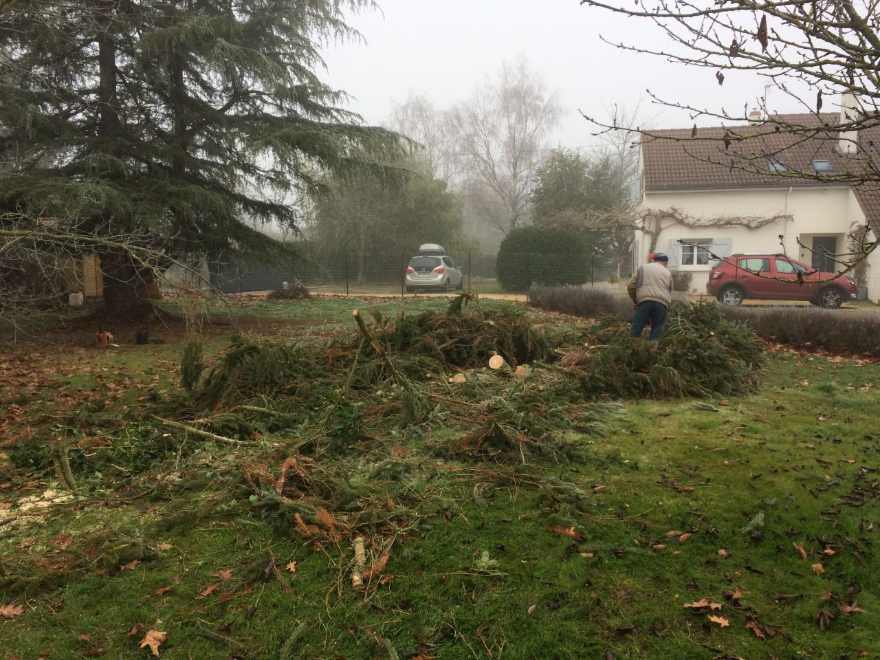 Coupe des arbres sur terrain