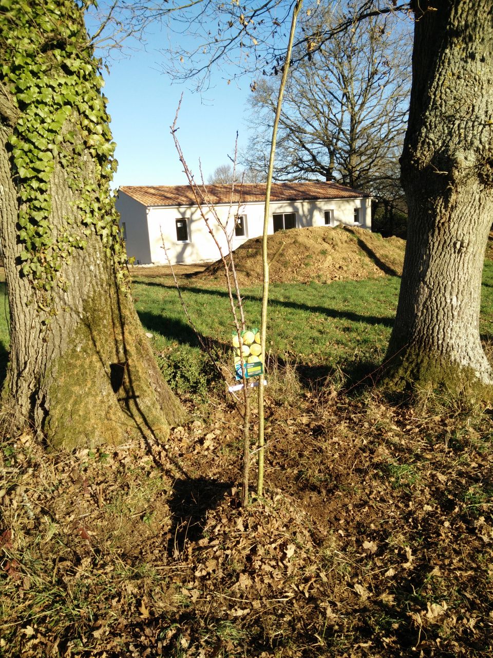 abricotier polonais en place