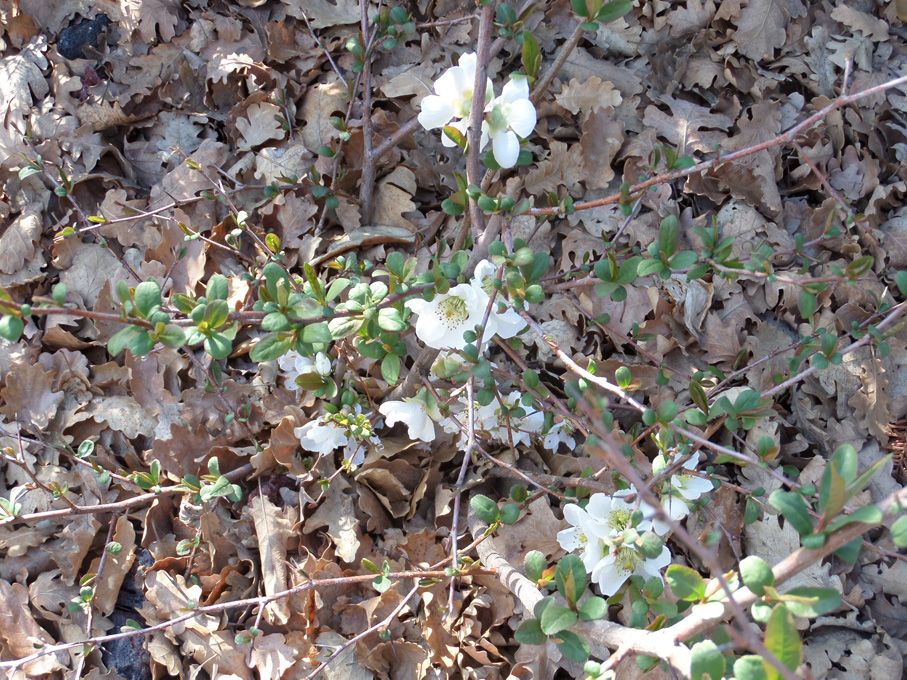 A quelques jours du printemps...