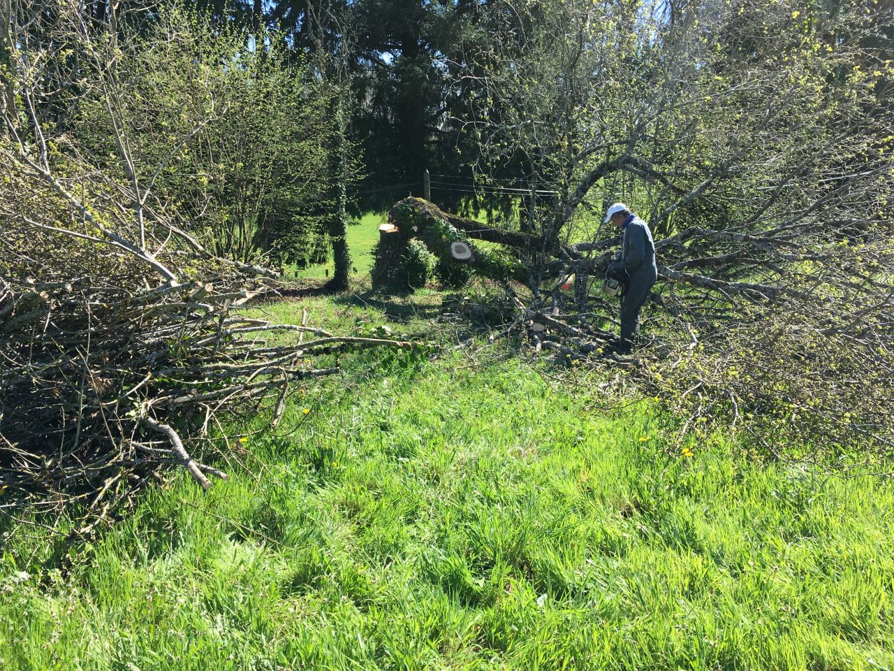 Trononnage des arbres